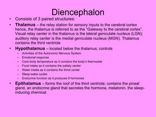 Diencephalon Consists of 3 paired structures: Thalamus  – the relay station for sensory inputs to the cerebral cortex hence, the thalamus is referred to as the “Gateway to the cerebral cortex”.  Visual relay center in the thalamus is the lateral geniculate nucleus (LGN); auditory relay center is the medial geniculate nucleus (MGN ).  Thalamus contains the third ventricle Hypothalamus  – located below the thalamus; controls Activities of the Autonomic Nervous System Emotional response Core body temperature as it contains the body’s thermostat Food intake as it contains the satiety center Water intake as it contains the thirst center Sleep-wake cycles Endocrine function as it produces 9 hormones Epithalamus  – forms the roof of the third ventricle; contains the pineal gland, an endocrine gland that secretes the hormone, melatonin, the sleep-inducing chemical. 