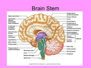 Brain Stem 