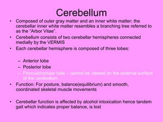 Cerebellum Composed of outer gray matter and an inner white matter; the cerebellar inner white matter resembles a branching tree referred to as the “Arbor Vitae”. Cerebellum consists of two cerebellar hemispheres connected medially by the VERMIS Each cerebellar hemisphere is composed of three lobes: Anterior lobe Posterior lobe Flocculonodular lobe – cannot be viewed on the external surface of the cerebellum Function: For posture, balance(equilibrium) and smooth, coordinated skeletal muscle movements Cerebellar function is affected by alcohol intoxication hence tandem gait which indicates proper balance, is lost 