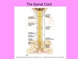 The Spinal Cord 