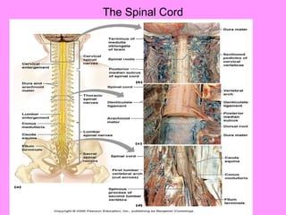 The Spinal Cord 