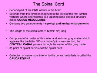 The Spinal Cord Second part of the CNS inferior to the brain Extends from the foramen magnum to the level of the first lumbar vertebra where it terminates in a tapering cone-shaped structure called  CONUS MEDULLARIS Contains two enlargements –  cervical and lumbar enlargements The length of the spinal cord = 42cm(17in) long Composed of an outer white matter and an inner gray matter which appears like the letter “H” or a butterfly in cross-section; the  CENTRAL CANAL  passes through the center of the gray matter  31 pairs of spinal nerves exit the spinal cord. Collection of nerve roots inferior to the conus medullaris is called the  CAUDA EQUINA 