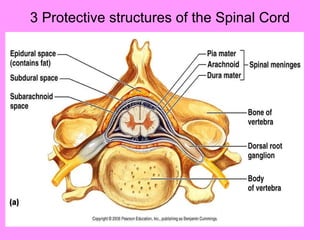 3 Protective structures of the Spinal Cord 