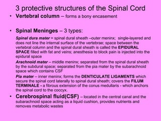3 protective structures of the Spinal Cord Vertebral column  –  forms a bony encasement Spinal Meninges  – 3 types:  Spinal dura mater  = spinal dural sheath –outer meninx;  single-layered and does not line the internal surface of the vertebrae; space between the vertebral column and the spinal dural sheath is called the  EPIDURAL SPACE  filled with fat and veins; anesthesia to block pain is injected into the epidural space Arachnoid mater  – middle meninx; separated from the spinal dural sheath by the subdural space; separated from the pia mater by the subarachnoid space which contains CSF Pia mate r  – inner meninx; forms the  DENTICULATE LIGAMENTS  which secure the spinal cord laterally to spinal dural sheath; covers the  FILUM TERMINALE -  a fibrous extension of the conus medullaris - which anchors the spinal cord to the coccyx. Cerebrospinal fluid(CSF)  – located in the central canal and the subarachnoid space acting as a liquid cushion, provides nutrients and removes metabolic wastes 