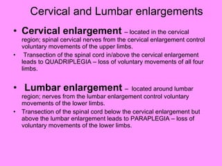 Cervical and Lumbar enlargements Cervical enlargement  – located in the cervical region; spinal cervical nerves from the cervical enlargement control voluntary movements of the upper limbs. Transection of the spinal cord in/above the cervical enlargement leads to QUADRIPLEGIA – loss of voluntary movements of all four limbs. Lumbar enlargement  –  located around lumbar region; nerves from the lumbar enlargement control voluntary movements of the lower limbs. Transection of the spinal cord below the cervical enlargement but above the lumbar enlargement leads to PARAPLEGIA – loss of voluntary movements of the lower limbs.  