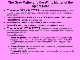 The Gray Matter and the White Matter of the Spinal Cord The inner GRAY MATTER  is “H”-shaped or butterfly-shaped; the two masses of gray matter are connected by the gray commissure, which surrounds the central canal. Consists of the  DORSAL HORNS, VENTRAL HORNS and the LATERAL HORNS Dorsal Horns  – consist of interneurons Ventral Horns  – house the cell bodies of somatic motor neurons Lateral Horns  – house sympathetic neurons that innervate organs The outer WHITE MATTER   – composed of mostly myelinated axons that allow communication between different parts of the spinal cord and between the spinal cord and the brain 3 types of fiber tracts:  Ascending tracts   – run vertically; sensory inputs from sensory receptors to the spinal cord and then to the brain; the axons decussate and the left cerebral hemisphere receives sensory inputs from the right side of the body and vice versa Descending tracts  – run vertically; motor output coming down from the brain or within the cord to lower levels Transverse tracts  = commissural tracts – run horizontally from one side of the spinal cord to the other 