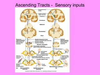 Ascending Tracts -  Sensory inputs 