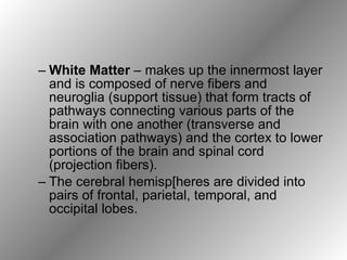 White Matter  – makes up the innermost layer and is composed of nerve fibers and neuroglia (support tissue) that form tracts of pathways connecting various parts of the brain with one another (transverse and association pathways) and the cortex to lower portions of the brain and spinal cord (projection fibers). The cerebral hemisp[heres are divided into pairs of frontal, parietal, temporal, and occipital lobes. 