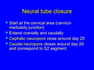 Neural tube closureNeural tube closure
 Start at the cervical area (cervico-
medularly junction)
 Extend cranially and caudally
 Cephalic neuropore close around day 25
 Caudal neuropore closes around day 29
and correspond to S2 segment
 