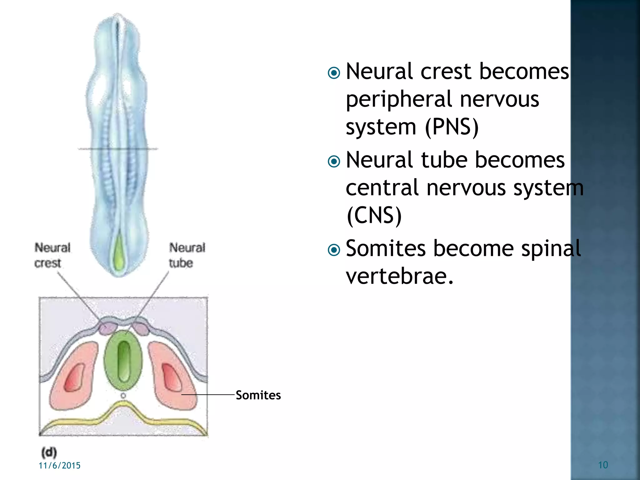  Neural crest becomes
peripheral nervous
system (PNS)
 Neural tube becomes
central nervous system
(CNS)
 Somites become spinal
vertebrae.
Somites
11/6/2015 10
 