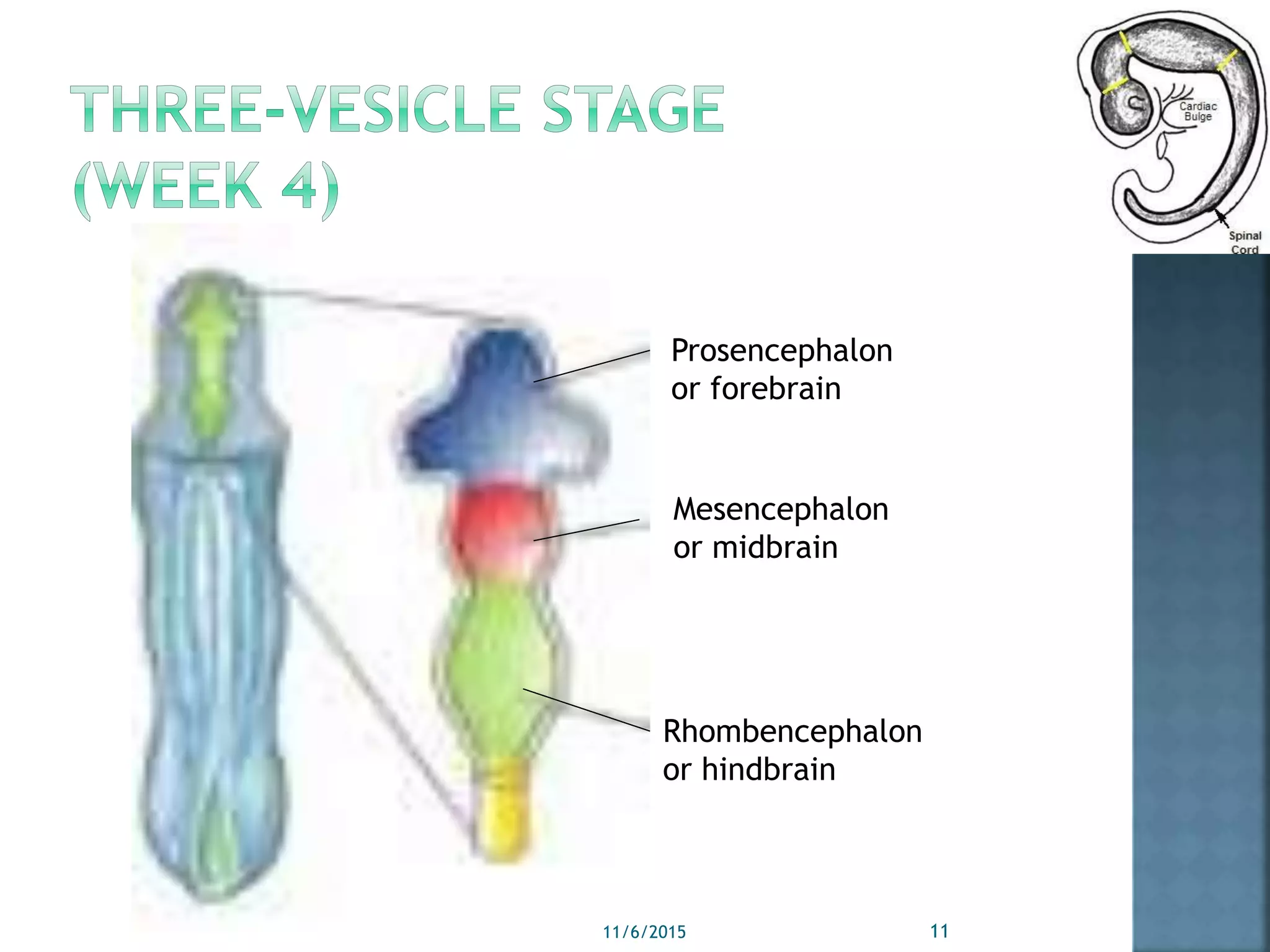 Prosencephalon
or forebrain
Mesencephalon
or midbrain
Rhombencephalon
or hindbrain
11/6/2015 11
 