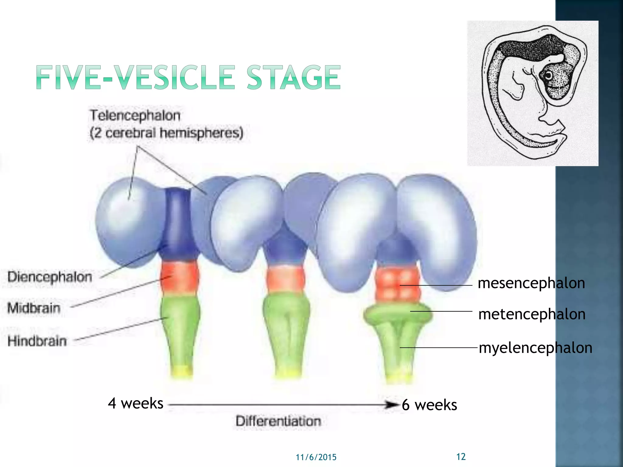 mesencephalon
metencephalon
myelencephalon
6 weeks4 weeks
11/6/2015 12
 