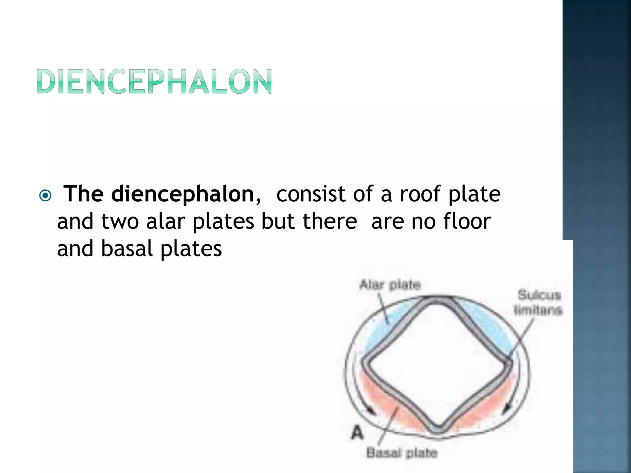  The diencephalon, consist of a roof plate
and two alar plates but there are no floor
and basal plates
 