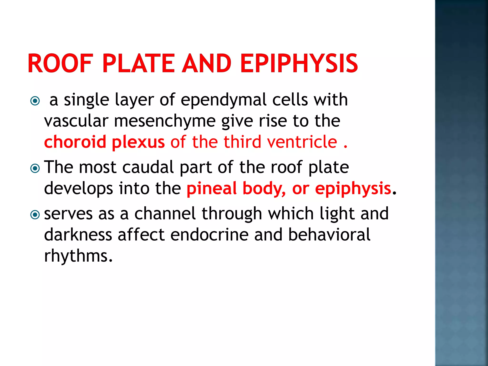  a single layer of ependymal cells with
vascular mesenchyme give rise to the
choroid plexus of the third ventricle .
 The most caudal part of the roof plate
develops into the pineal body, or epiphysis.
 serves as a channel through which light and
darkness affect endocrine and behavioral
rhythms.
 