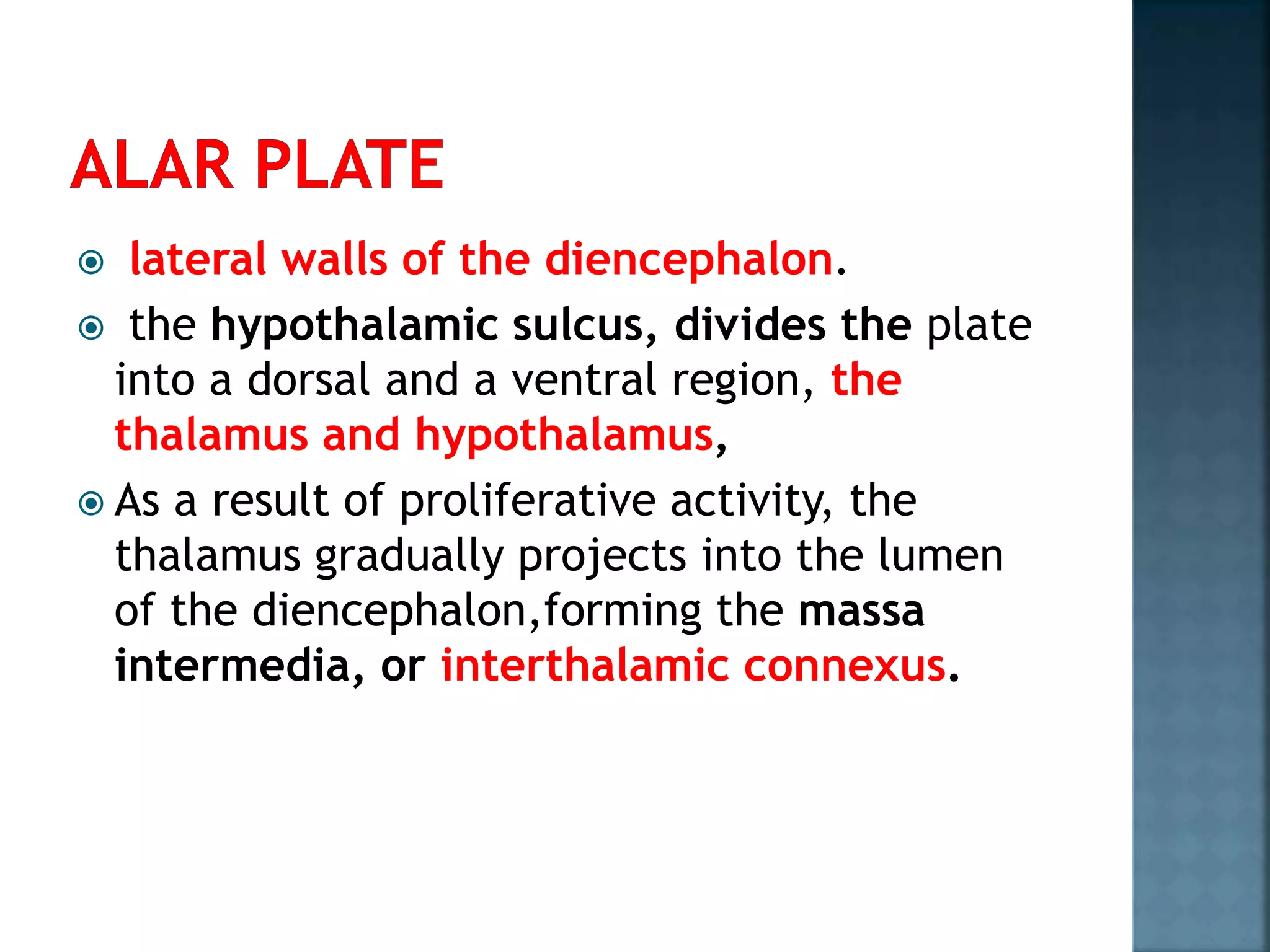 lateral walls of the diencephalon.
 the hypothalamic sulcus, divides the plate
into a dorsal and a ventral region, the
thalamus and hypothalamus,
 As a result of proliferative activity, the
thalamus gradually projects into the lumen
of the diencephalon,forming the massa
intermedia, or interthalamic connexus.
 