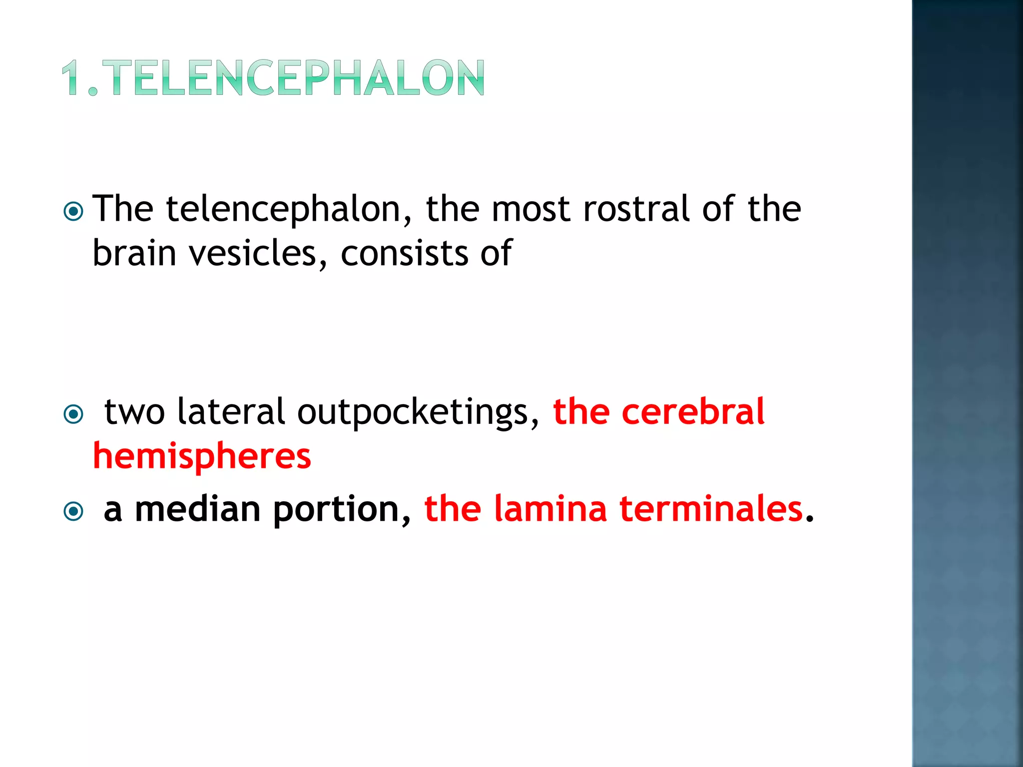  The telencephalon, the most rostral of the
brain vesicles, consists of
 two lateral outpocketings, the cerebral
hemispheres
 a median portion, the lamina terminales.
 