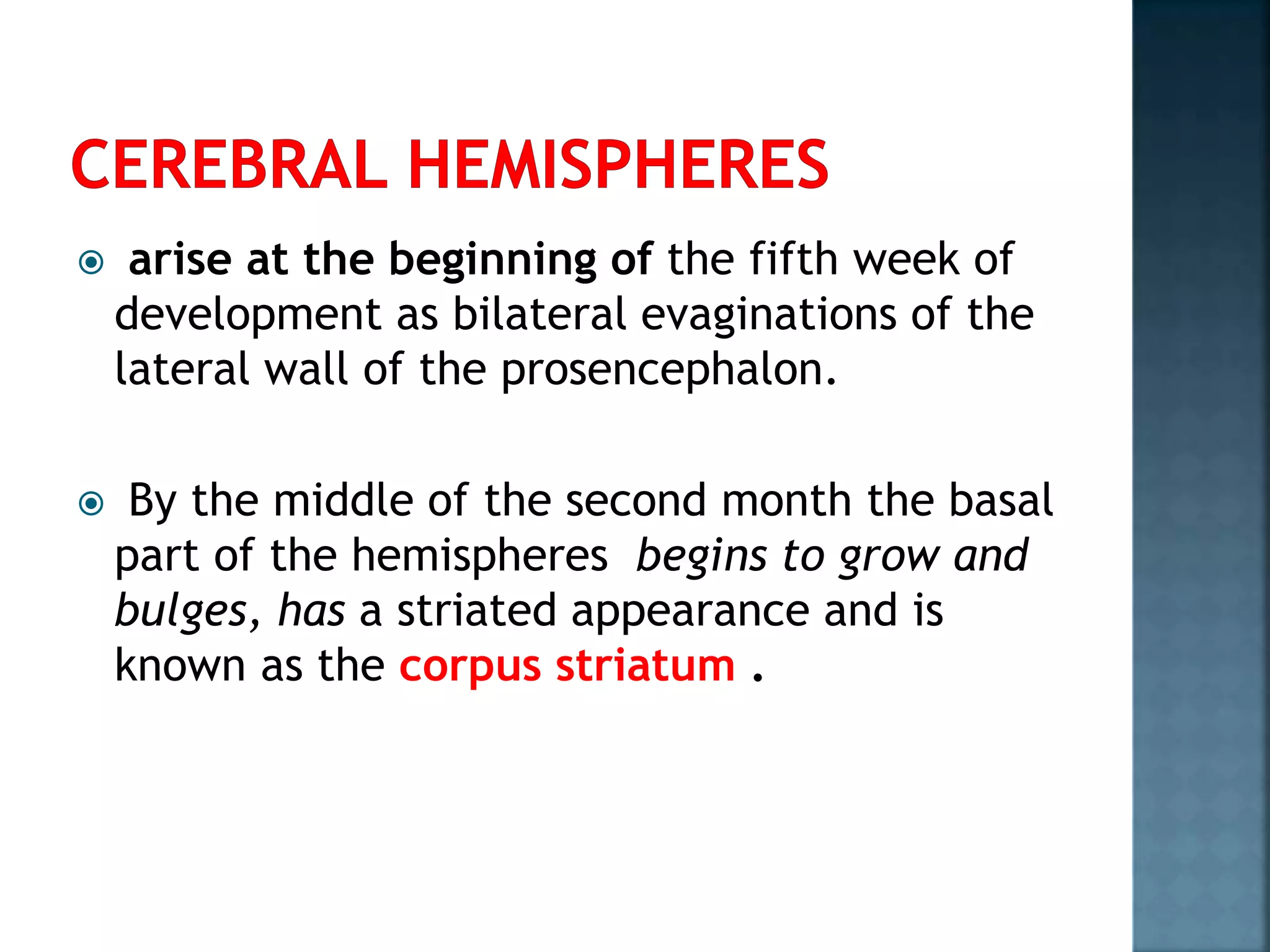  arise at the beginning of the fifth week of
development as bilateral evaginations of the
lateral wall of the prosencephalon.
 By the middle of the second month the basal
part of the hemispheres begins to grow and
bulges, has a striated appearance and is
known as the corpus striatum .
 