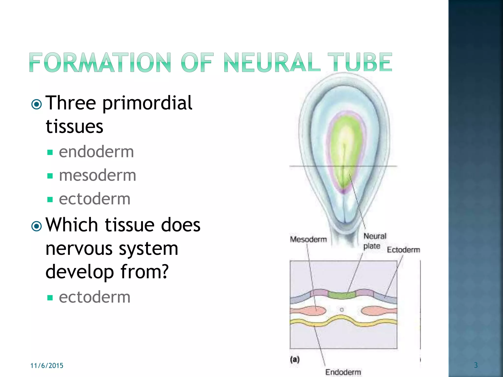  Three primordial
tissues
 endoderm
 mesoderm
 ectoderm
 Which tissue does
nervous system
develop from?
 ectoderm
11/6/2015 3
 
