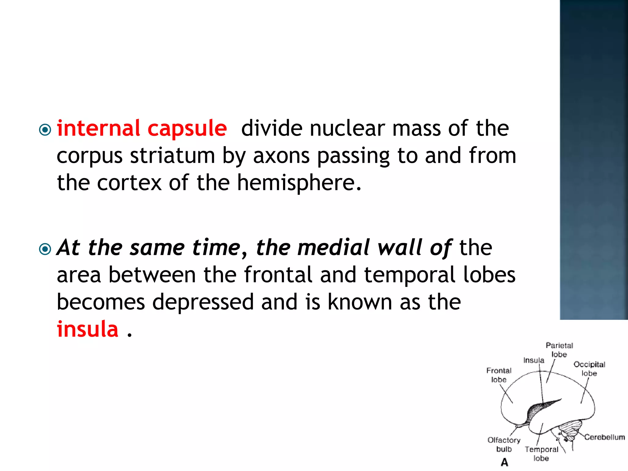  internal capsule divide nuclear mass of the
corpus striatum by axons passing to and from
the cortex of the hemisphere.
 At the same time, the medial wall of the
area between the frontal and temporal lobes
becomes depressed and is known as the
insula .
 
