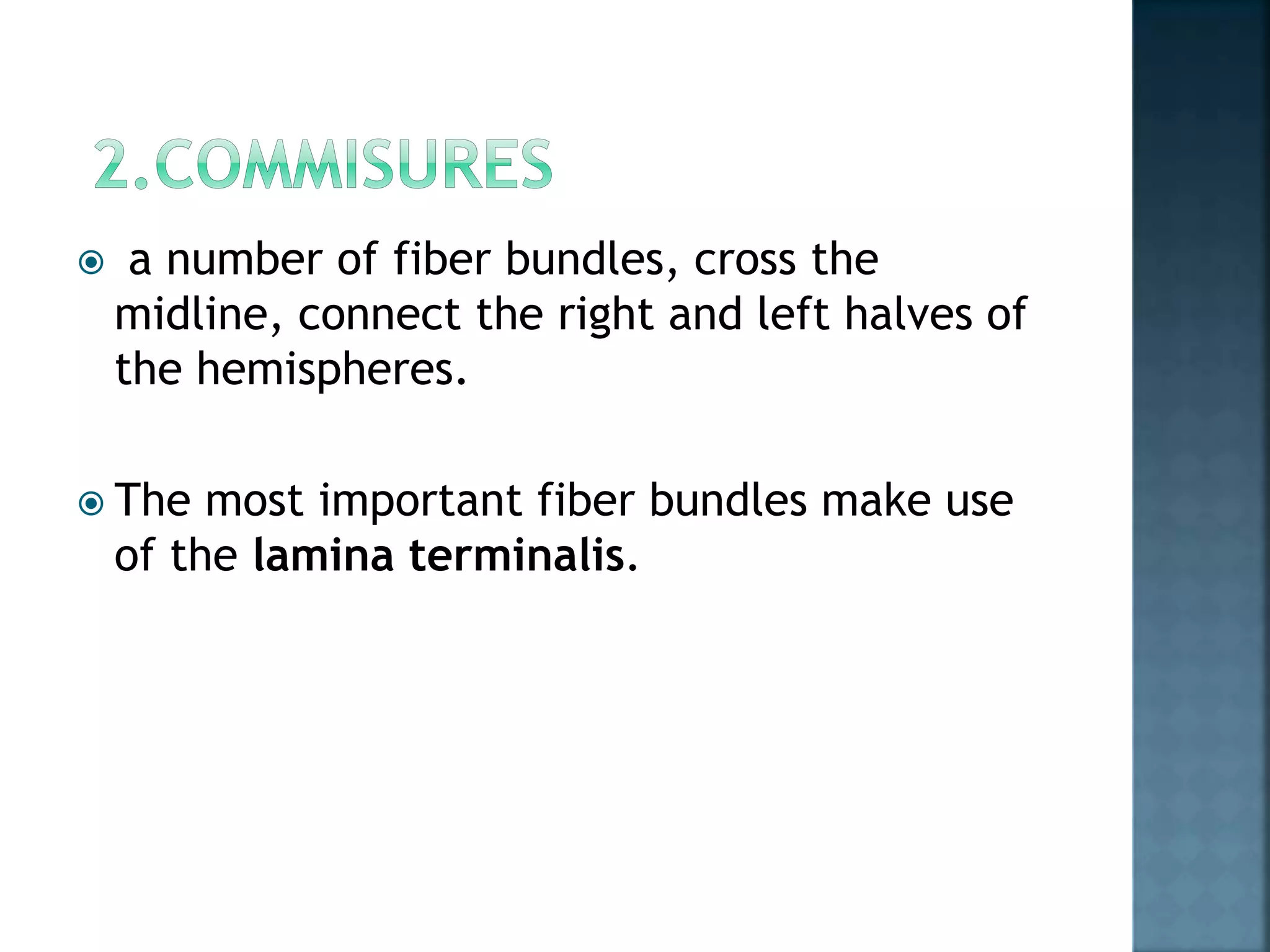  a number of fiber bundles, cross the
midline, connect the right and left halves of
the hemispheres.
 The most important fiber bundles make use
of the lamina terminalis.
 