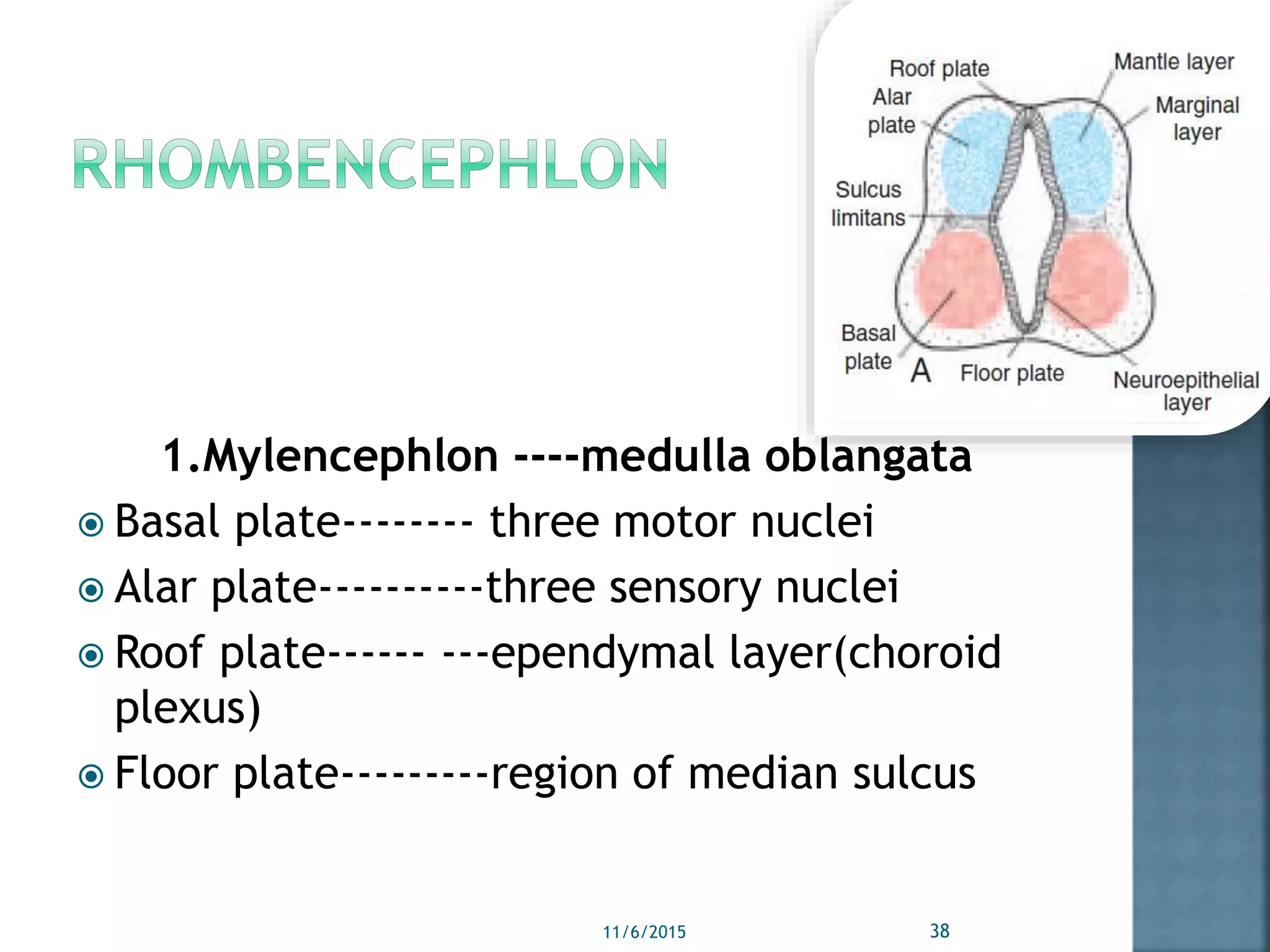 1.Mylencephlon ----medulla oblangata
 Basal plate-------- three motor nuclei
 Alar plate----------three sensory nuclei
 Roof plate------ ---ependymal layer(choroid
plexus)
 Floor plate---------region of median sulcus
11/6/2015 38
 