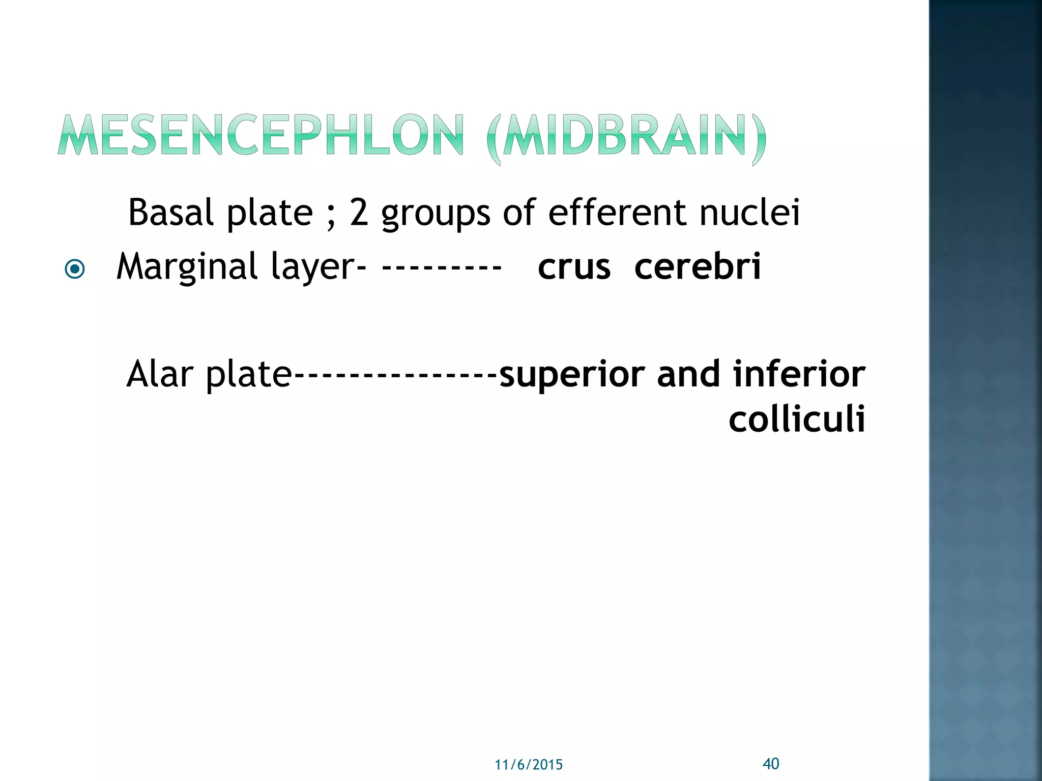Basal plate ; 2 groups of efferent nuclei
 Marginal layer- --------- crus cerebri
Alar plate---------------superior and inferior
colliculi
11/6/2015 40
 