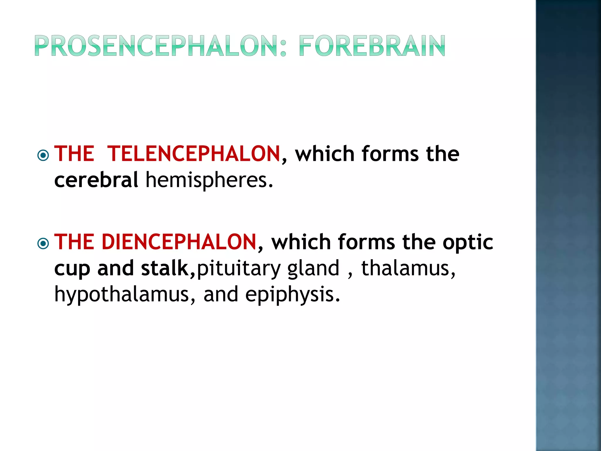  THE TELENCEPHALON, which forms the
cerebral hemispheres.
 THE DIENCEPHALON, which forms the optic
cup and stalk,pituitary gland , thalamus,
hypothalamus, and epiphysis.
 