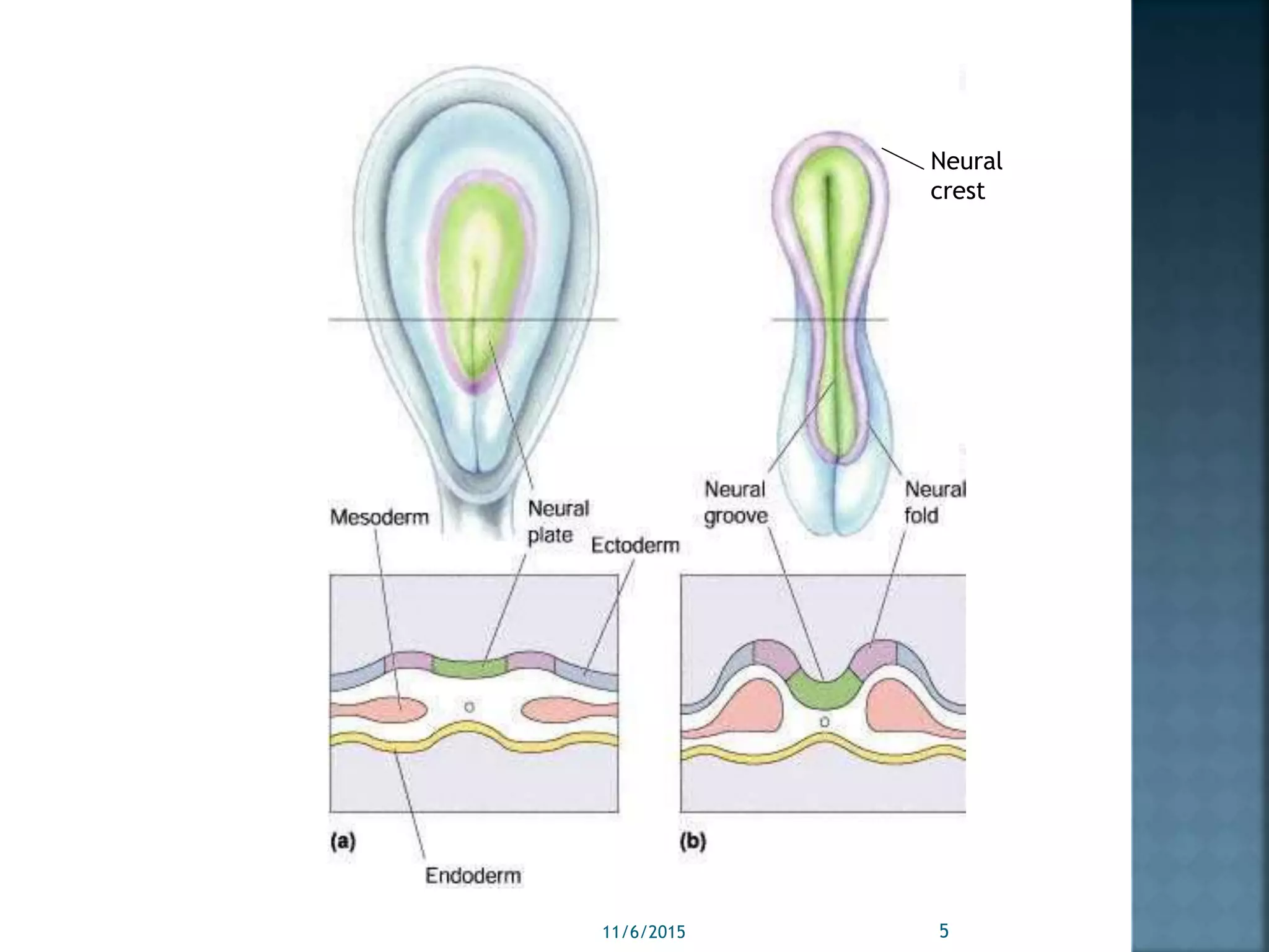 Neural
crest
11/6/2015 5
 