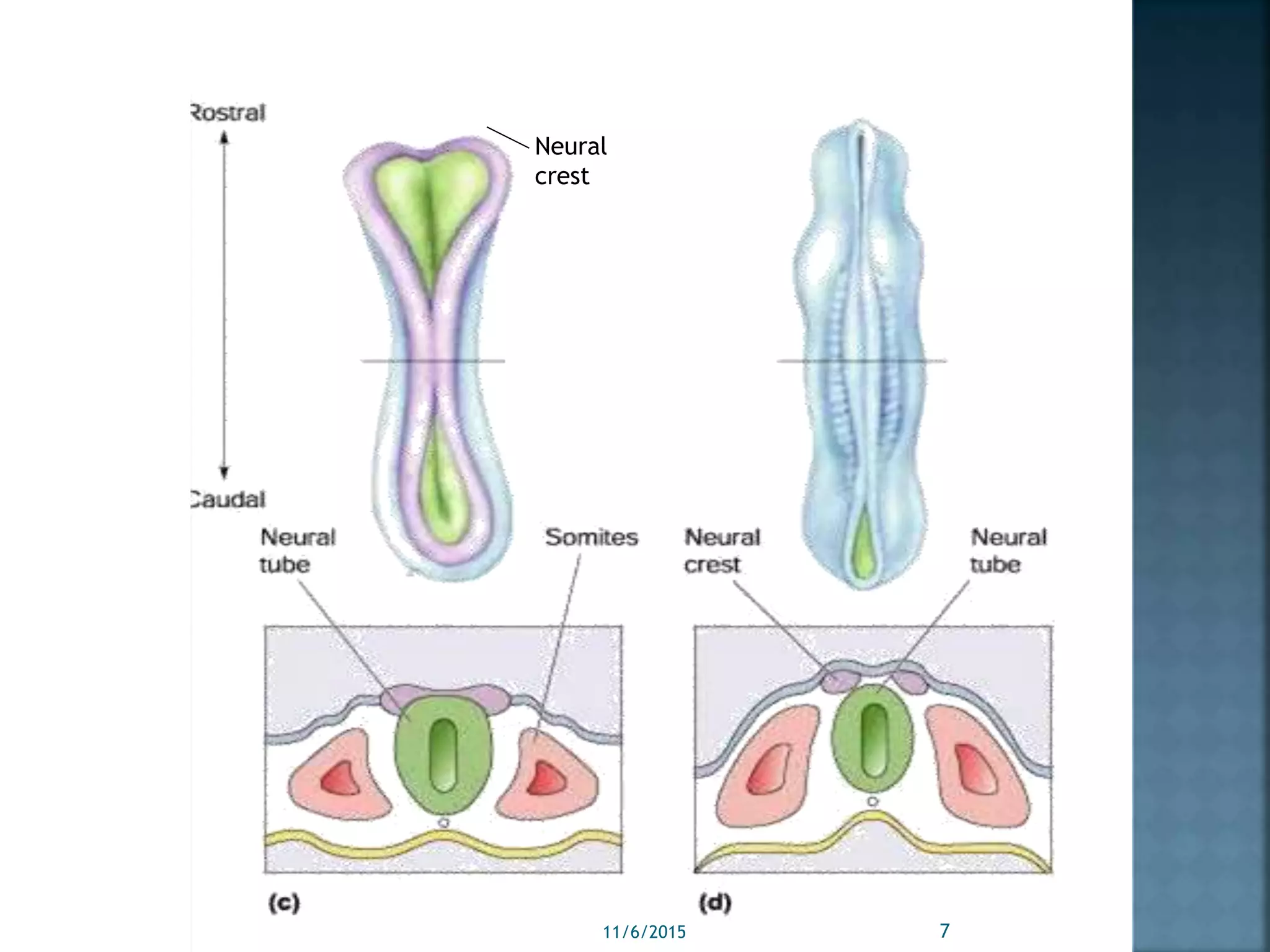Neural
crest
11/6/2015 7
 