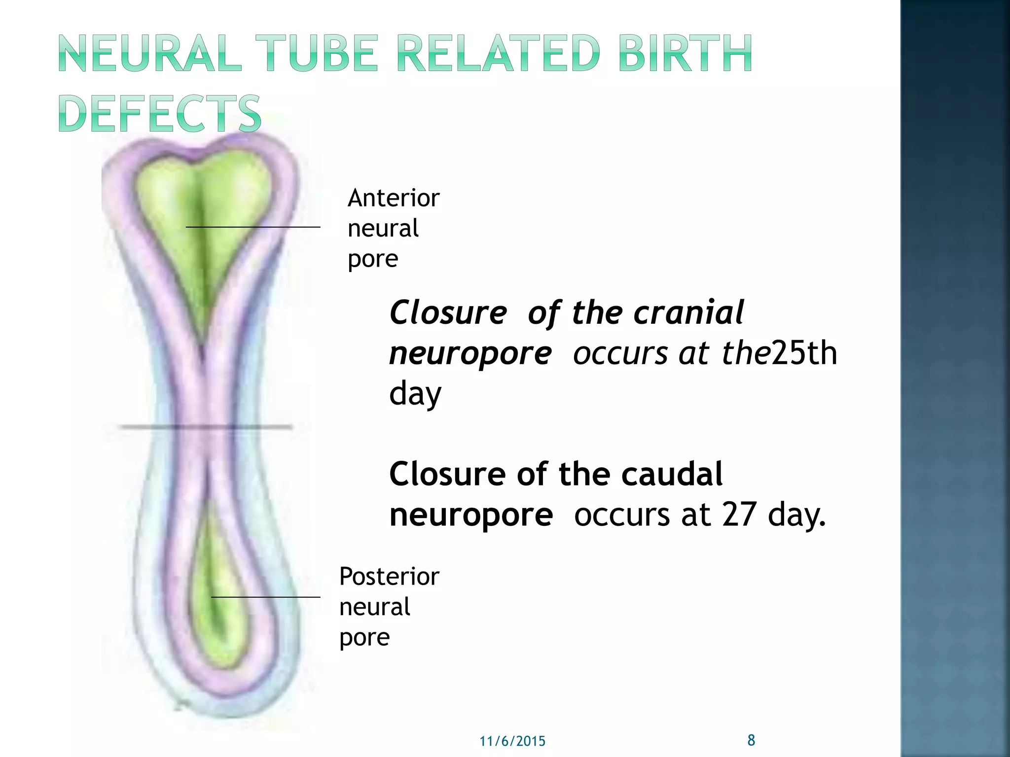 Anterior
neural
pore
Posterior
neural
pore
11/6/2015 8
Closure of the cranial
neuropore occurs at the25th
day
Closure of the caudal
neuropore occurs at 27 day.
 