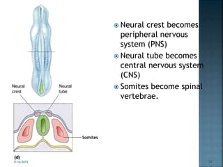  Neural crest becomes
peripheral nervous
system (PNS)
 Neural tube becomes
central nervous system
(CNS)
 Somites become spinal
vertebrae.
Somites
11/6/2015 10
 