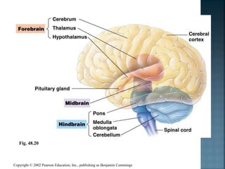 Copyright © 2002 Pearson Education, Inc., publishing as Benjamin Cummings
Fig. 48.20
 