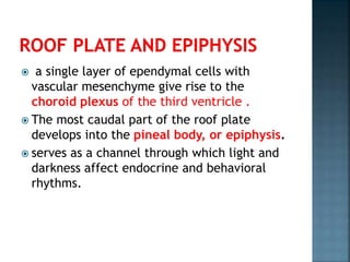  a single layer of ependymal cells with
vascular mesenchyme give rise to the
choroid plexus of the third ventricle .
 The most caudal part of the roof plate
develops into the pineal body, or epiphysis.
 serves as a channel through which light and
darkness affect endocrine and behavioral
rhythms.
 