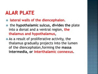  lateral walls of the diencephalon.
 the hypothalamic sulcus, divides the plate
into a dorsal and a ventral region, the
thalamus and hypothalamus,
 As a result of proliferative activity, the
thalamus gradually projects into the lumen
of the diencephalon,forming the massa
intermedia, or interthalamic connexus.
 