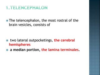  The telencephalon, the most rostral of the
brain vesicles, consists of
 two lateral outpocketings, the cerebral
hemispheres
 a median portion, the lamina terminales.
 