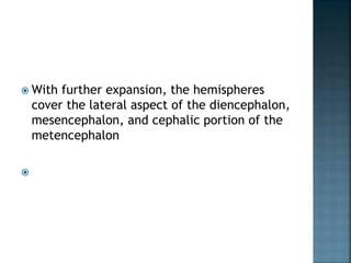  With further expansion, the hemispheres
cover the lateral aspect of the diencephalon,
mesencephalon, and cephalic portion of the
metencephalon

 