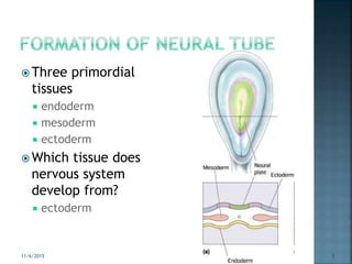  Three primordial
tissues
 endoderm
 mesoderm
 ectoderm
 Which tissue does
nervous system
develop from?
 ectoderm
11/6/2015 3
 