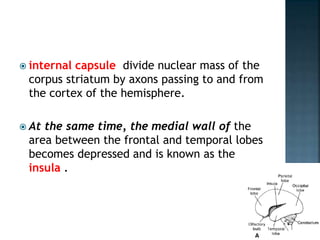  internal capsule divide nuclear mass of the
corpus striatum by axons passing to and from
the cortex of the hemisphere.
 At the same time, the medial wall of the
area between the frontal and temporal lobes
becomes depressed and is known as the
insula .
 