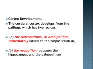  Cortex Development.
 The cerebral cortex develops from the
pallium, which has two regions:
 (a) the paleopallium, or archipallium,
immediately lateral to the corpus striatum,
 (b) the neopallium,between the
hippocampus and the paleopallium
 