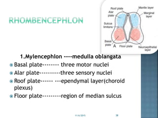 1.Mylencephlon ----medulla oblangata
 Basal plate-------- three motor nuclei
 Alar plate----------three sensory nuclei
 Roof plate------ ---ependymal layer(choroid
plexus)
 Floor plate---------region of median sulcus
11/6/2015 38
 