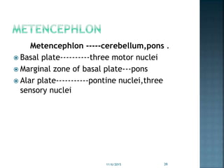 Metencephlon -----cerebellum,pons .
 Basal plate----------three motor nuclei
 Marginal zone of basal plate---pons
 Alar plate-----------pontine nuclei,three
sensory nuclei
11/6/2015 39
 