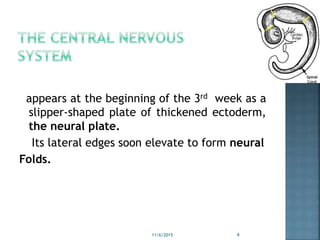 appears at the beginning of the 3rd week as a
slipper-shaped plate of thickened ectoderm,
the neural plate.
Its lateral edges soon elevate to form neural
Folds.
11/6/2015 4
 