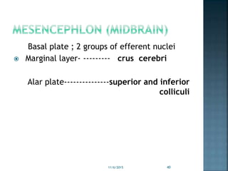 Basal plate ; 2 groups of efferent nuclei
 Marginal layer- --------- crus cerebri
Alar plate---------------superior and inferior
colliculi
11/6/2015 40
 