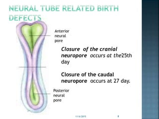 Anterior
neural
pore
Posterior
neural
pore
11/6/2015 8
Closure of the cranial
neuropore occurs at the25th
day
Closure of the caudal
neuropore occurs at 27 day.
 