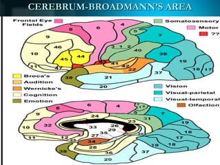 CEREBRUM-BROADMANN’S AREACEREBRUM-BROADMANN’S AREA
08/31/15
Dr.Ankit Srivastava Email:
ankitsrivastav183@gmail.com 8
 