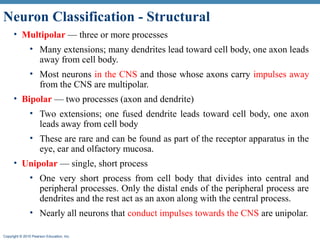 Axon Classifications Cns histology and anatomy | PPT