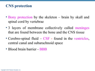 Cns histology and anatomy | PPT