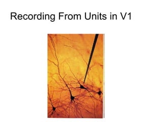 Recording From Units in V1 
 