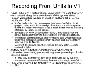 Recording From Units in V1 
• David Hubel and Torsten Wiesel knew what types of information 
were passed along from lower levels of the system, since 
Torsten Wiesel had worked in Stephen Kuffler’s lab at Johns 
Hopkins in 1955. 
– Kuffler had carried out measurements of receptive fields of cat 
ganglion cells, and this knowledge of center-surround antagonism 
meant that Hubel and Wiesel stood a much better chance of asking 
intelligent questions of the cortex. 
– Because they knew of surround inhibition, they used patterned 
stimuli that could maximize the probability of evoking responses. 
– Their major contribution was that they found cells whose receptive 
fields were elongated, orientationally specific, and more spatially 
selective than LGN cells. 
– Even with this knowledge, they still had difficulty getting cells to 
respond to light. 
• As they gained a better understanding of what sorts of 
information were being processed, a greater percentage of cells 
could be driven. 
– In 1959 they claimed that 50% could be driven, but by 1962 the 
percentage was around 90 (once they found the length specificity). 
• They were awarded the Nobel Prize in Physiology or Medicine 
in 1981. 
 