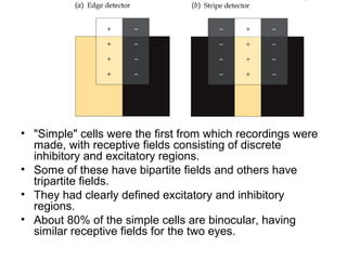 • "Simple" cells were the first from which recordings were 
made, with receptive fields consisting of discrete 
inhibitory and excitatory regions. 
• Some of these have bipartite fields and others have 
tripartite fields. 
• They had clearly defined excitatory and inhibitory 
regions. 
• About 80% of the simple cells are binocular, having 
similar receptive fields for the two eyes. 
 